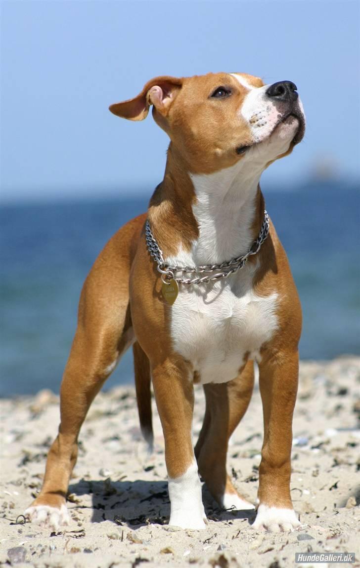 Amerikansk staffordshire terrier Great Vikings Angel Eye billede 3