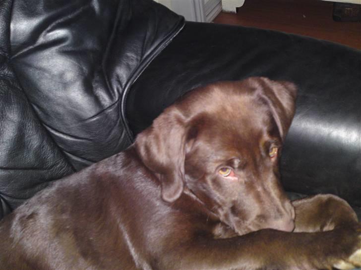 Labrador retriever Askepot - er ikke så glad for at blive fotograferet.. billede 1