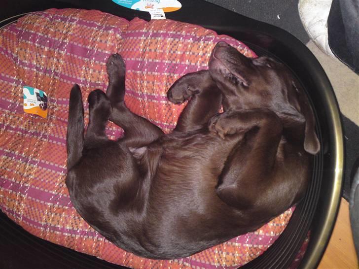 Labrador retriever Askepot - Sådan sover jeg aller bedst billede 2