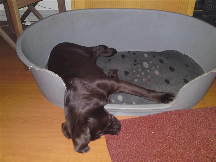 Labrador retriever Askepot - dejlig med en lur billede 3