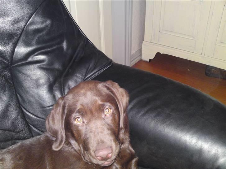 Labrador retriever Askepot - hov der blev sku taget billede af mig billede 4