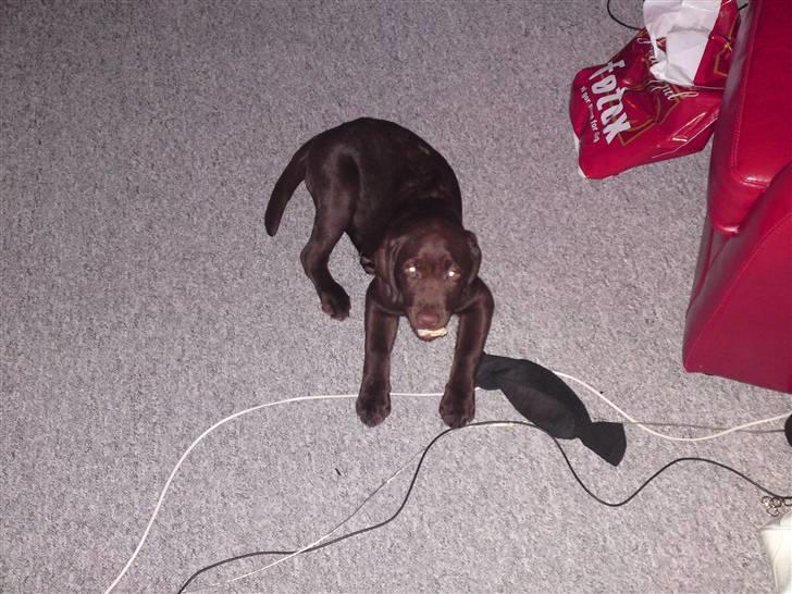 Labrador retriever Askepot - ligger lige med et tykkeben, men de ledninger ser nu også godt ud. hehe billede 5