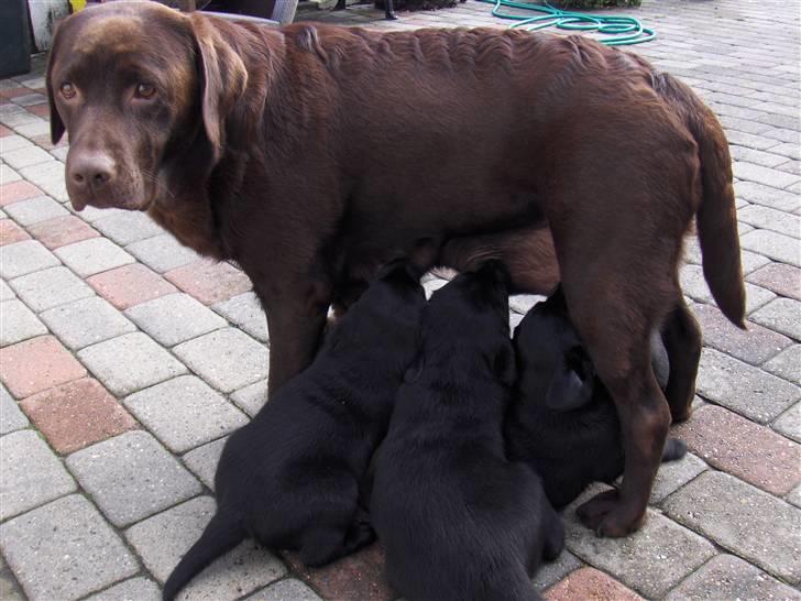 Labrador retriever Askepot - Her har vi min mor med nogle af mine søskende billede 6