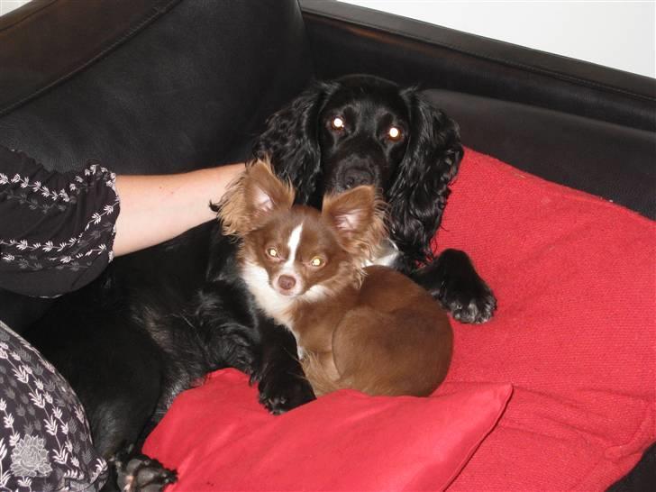 Chihuahua Knas Bear - hygger i sofaen med Ronja...  rigtige hyggevenner... billede 9