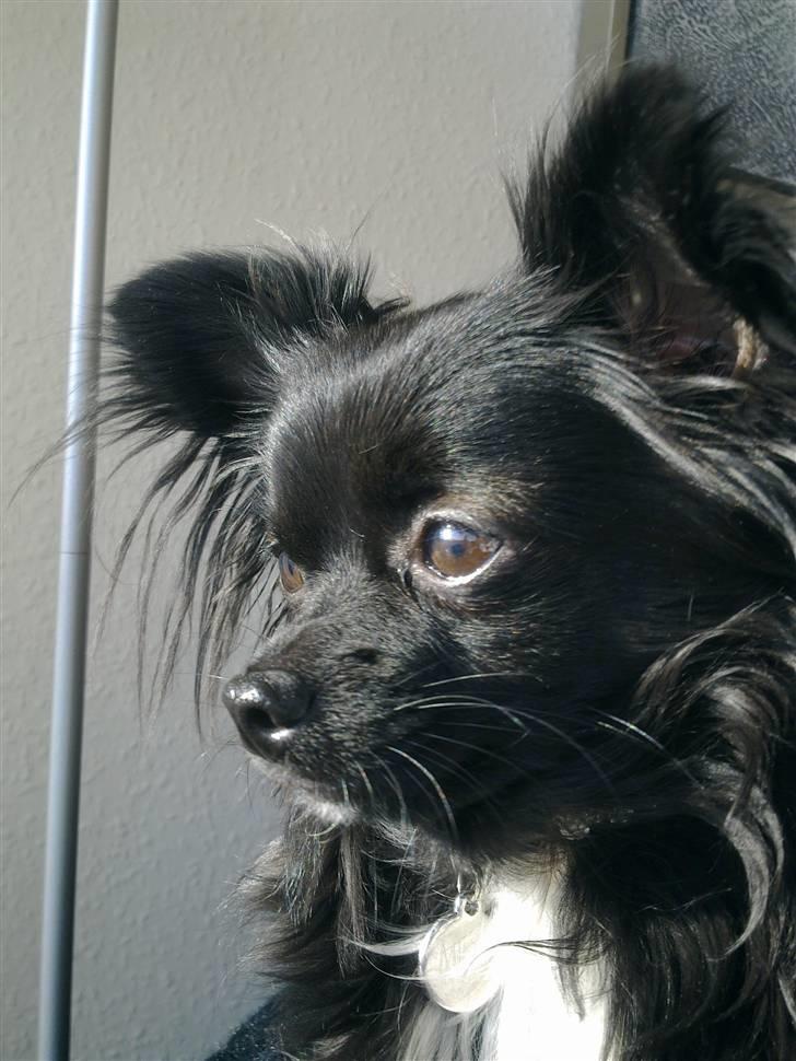 Chihuahua Miklo - Iii moar.. gider ikke de der nærbilleder! billede 11