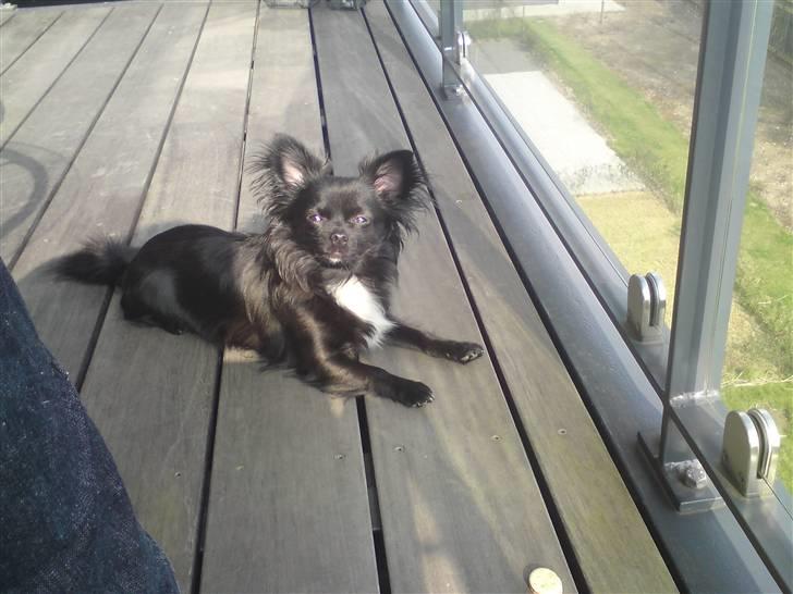 Chihuahua Miklo - Ligger lige og nyder det gode vejr :) billede 12