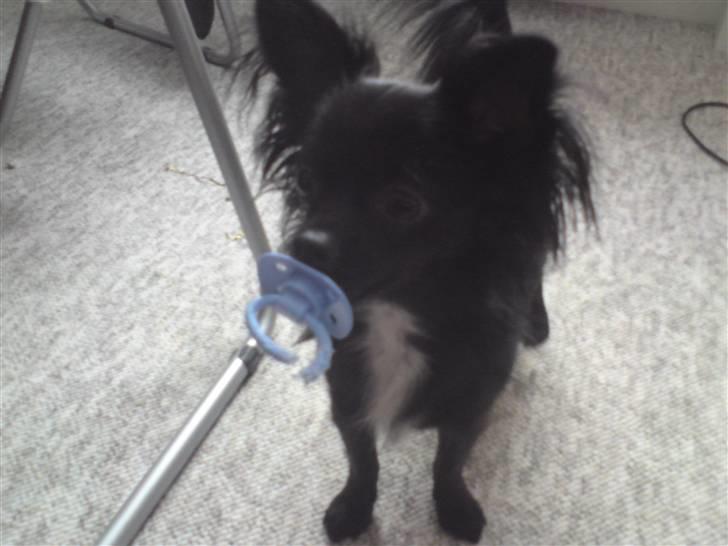 Chihuahua Miklo - Det er altså ikke kun menneske børn, der bruger sut! billede 13