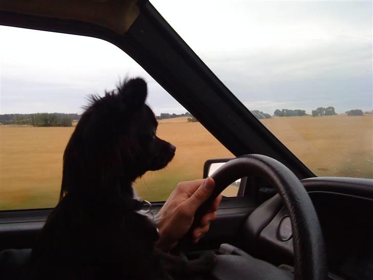 Chihuahua Miklo - SE.. Jeg kan selv køre bilen! billede 14