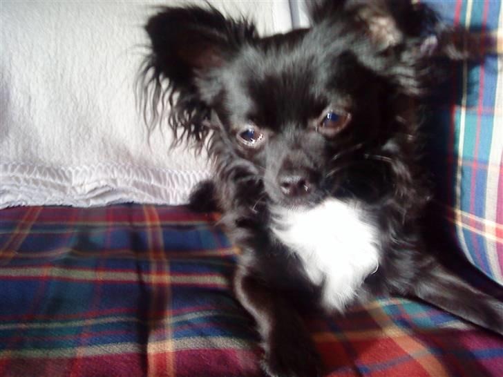 Chihuahua Miklo - Er han dog ikke flot! billede 15