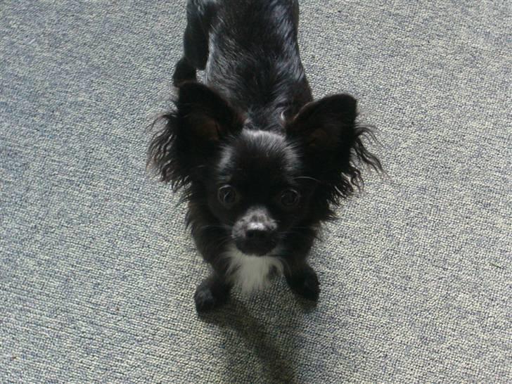 Chihuahua Miklo billede 16