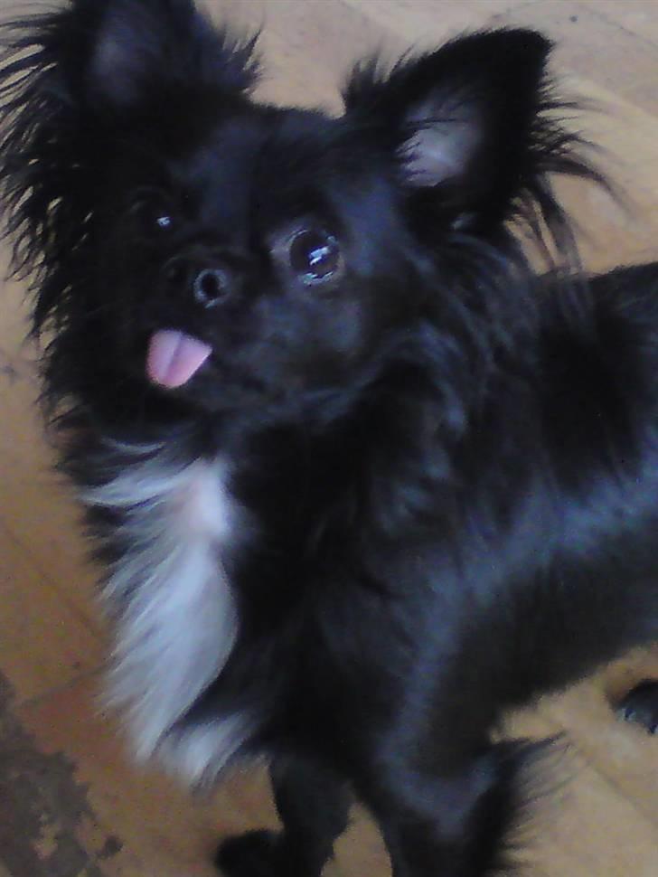 Chihuahua Miklo billede 17