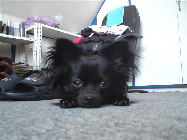 Chihuahua Miklo billede 18