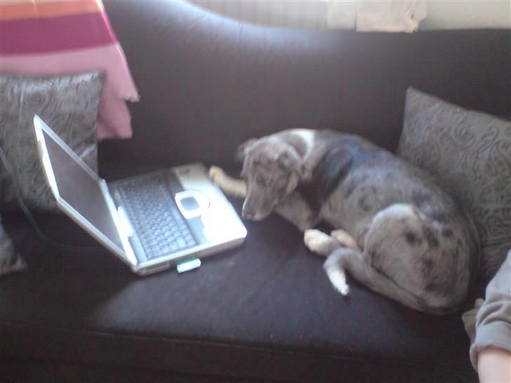 Border collie Rooney billede 14