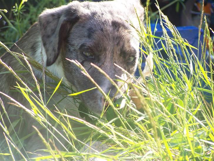 Border collie Rooney billede 15