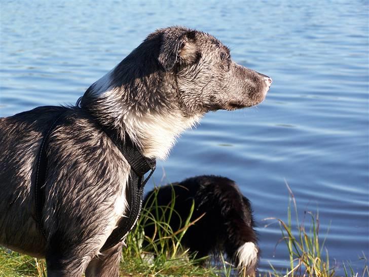 Border collie Rooney billede 16