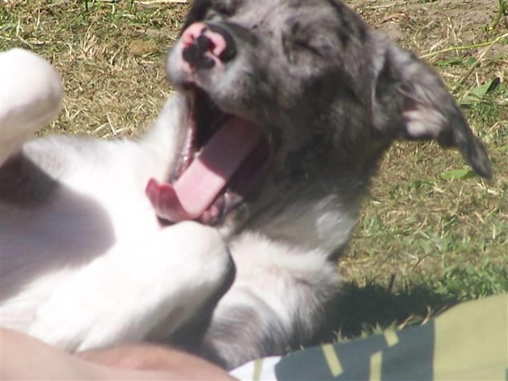 Border collie Rooney billede 18