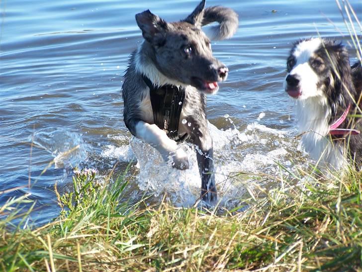 Border collie Rooney billede 19
