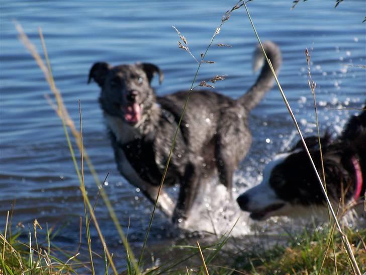 Border collie Rooney billede 20