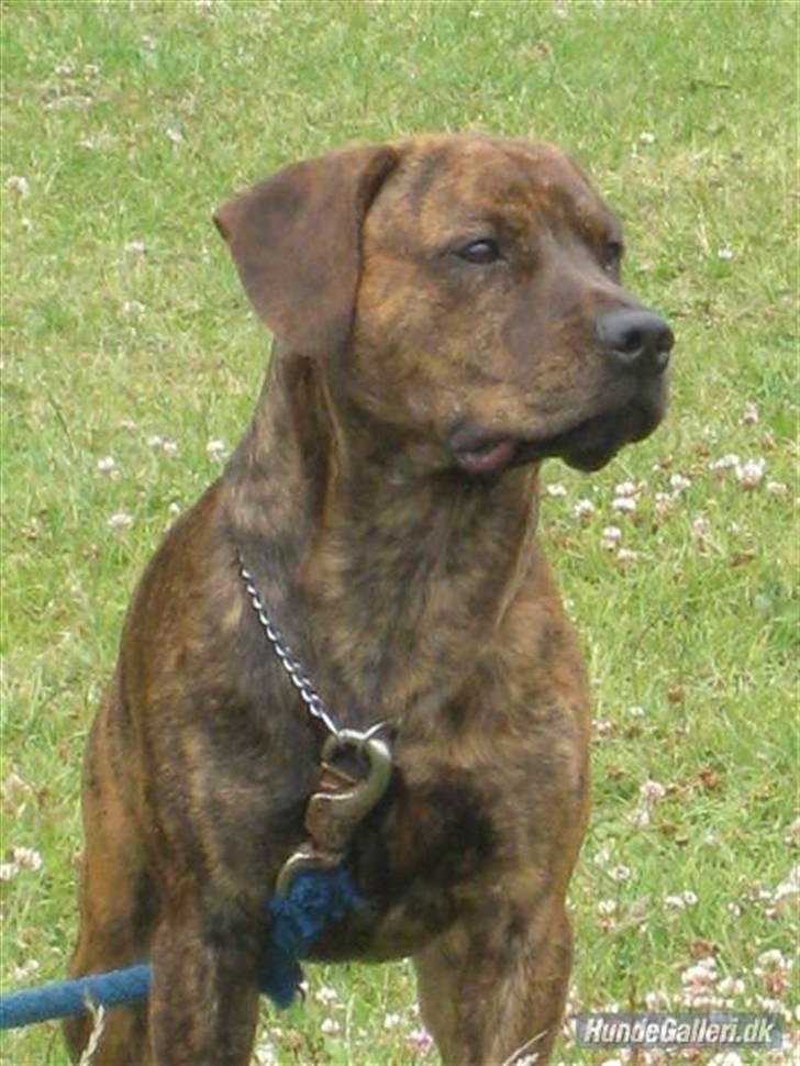 Amerikansk staffordshire terrier Mario R,I,P - R.I.P<3 billede 1