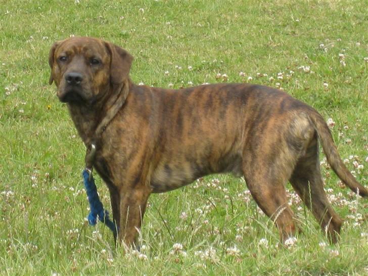 Amerikansk staffordshire terrier Mario R,I,P billede 2