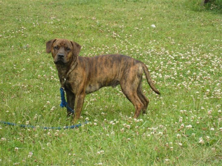 Amerikansk staffordshire terrier Mario R,I,P billede 3