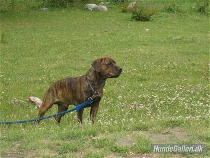 Amerikansk staffordshire terrier Mario R,I,P billede 4