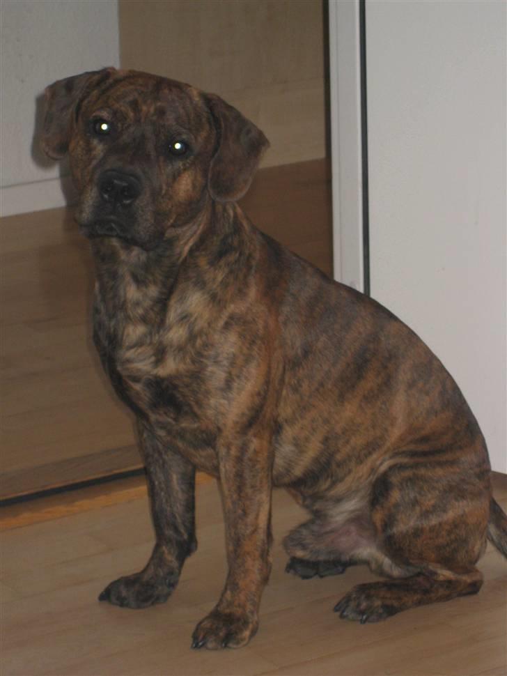 Amerikansk staffordshire terrier Mario R,I,P billede 5