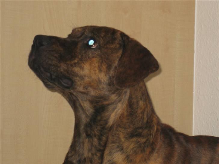 Amerikansk staffordshire terrier Mario R,I,P billede 6