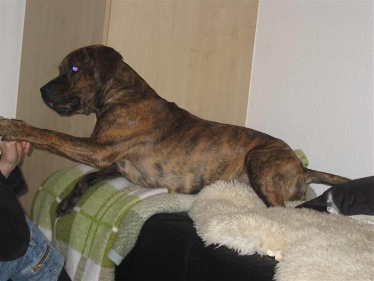 Amerikansk staffordshire terrier Mario R,I,P billede 7