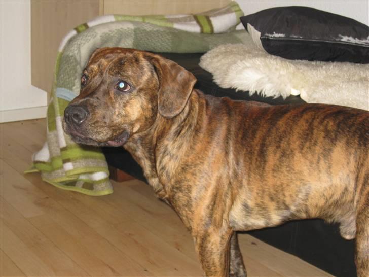 Amerikansk staffordshire terrier Mario R,I,P billede 8