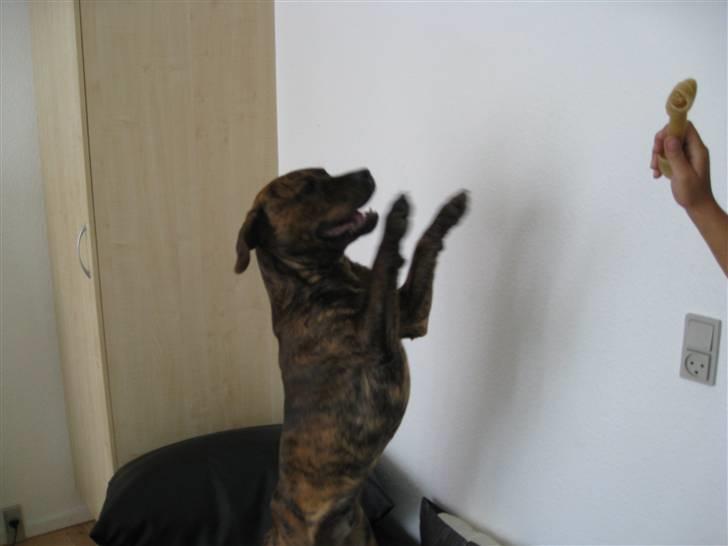 Amerikansk staffordshire terrier Mario R,I,P - Baare dejliih :(<3 billede 9