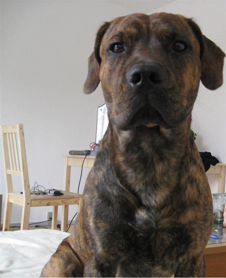 Amerikansk staffordshire terrier Mario R,I,P billede 10