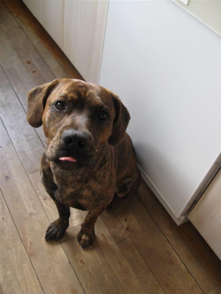 Amerikansk staffordshire terrier Mario R,I,P billede 11