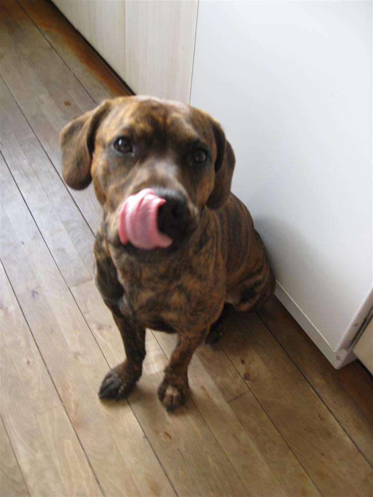 Amerikansk staffordshire terrier Mario R,I,P billede 12