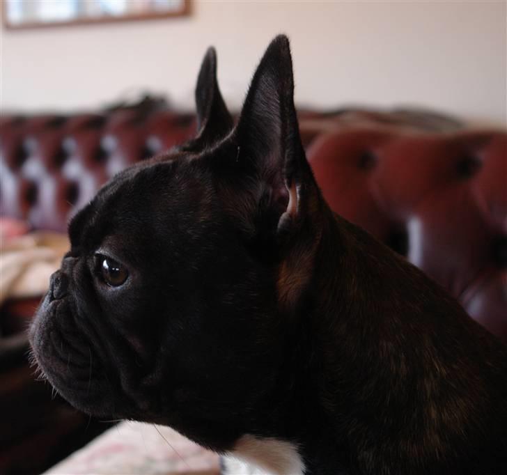 Fransk bulldog Lui Aimeé Coco Chanel billede 15