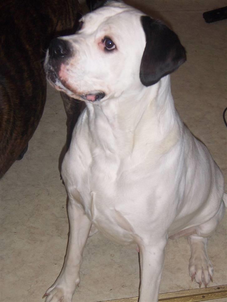 Blanding af racer Sille billede 7