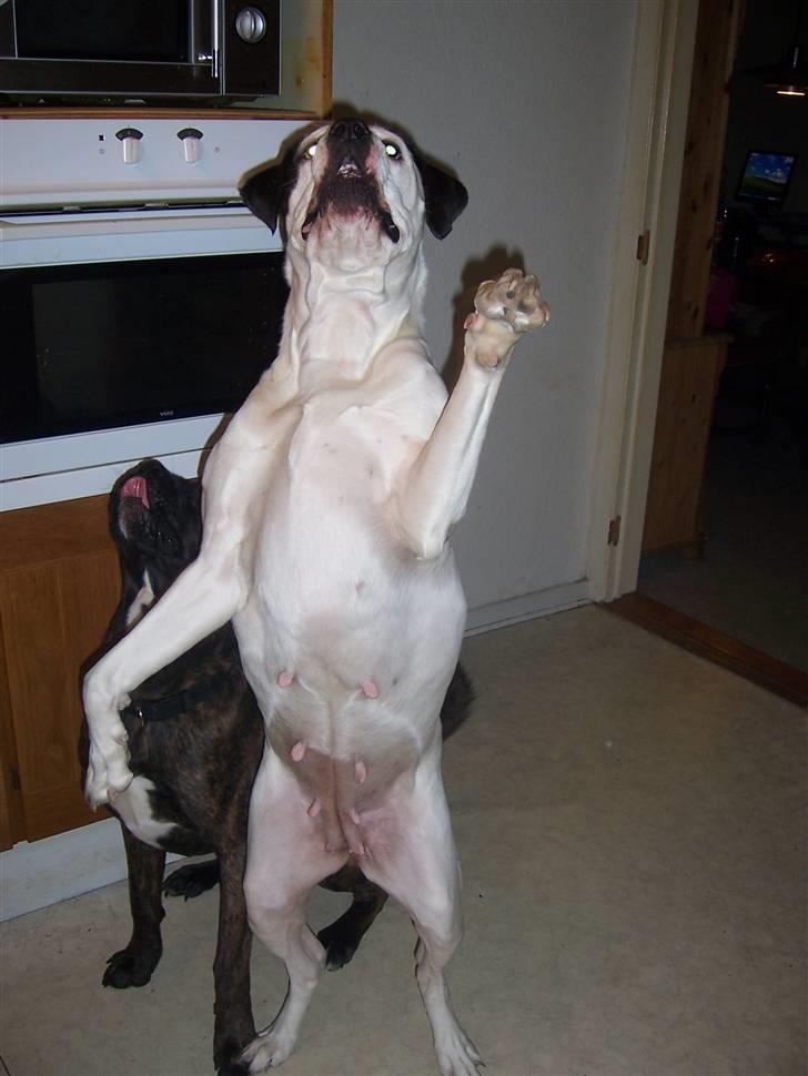 Blanding af racer Sille - Man kan gøre hvad som helst for mad ... også danse. billede 8