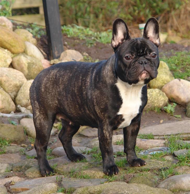 Fransk bulldog Lui Aimeé Coco Chanel billede 16