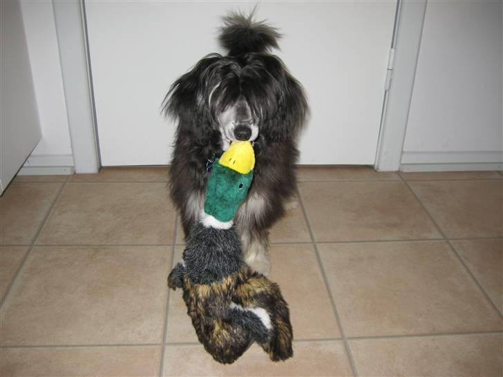 Chinese crested powder puff Bandit SOLGT billede 1