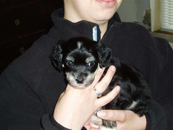 Chinese crested powder puff Bandit SOLGT billede 2