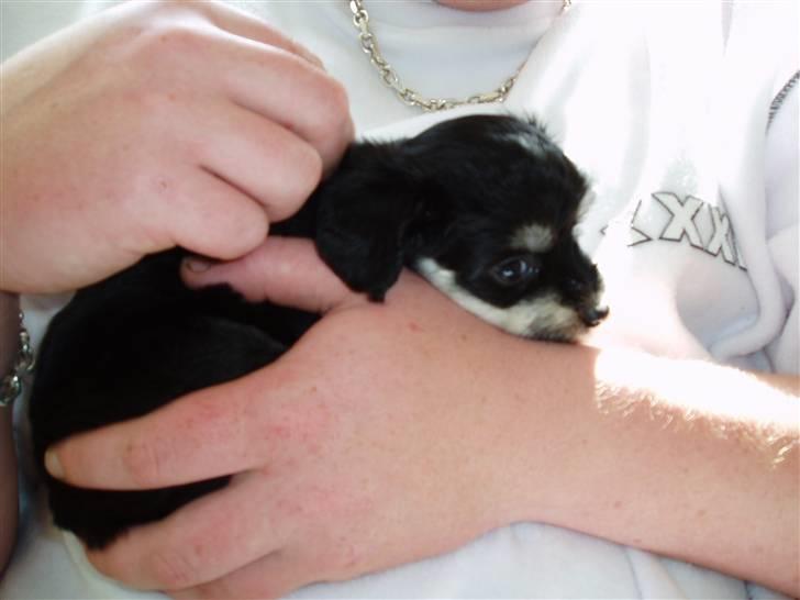 Chinese crested powder puff Bandit SOLGT billede 3