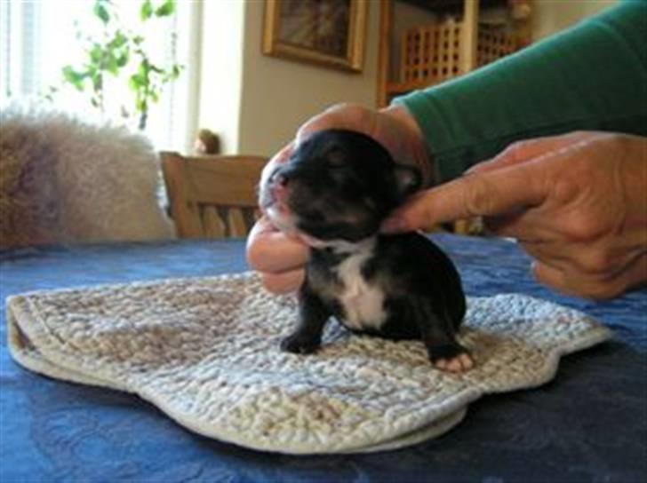 Chinese crested powder puff Bandit SOLGT billede 4