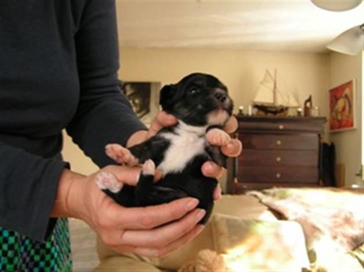 Chinese crested powder puff Bandit SOLGT billede 5