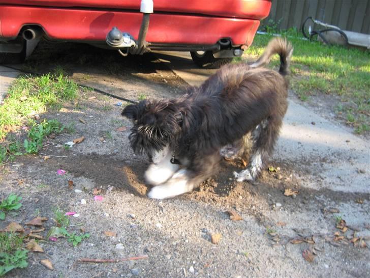 Chinese crested powder puff Bandit SOLGT billede 6