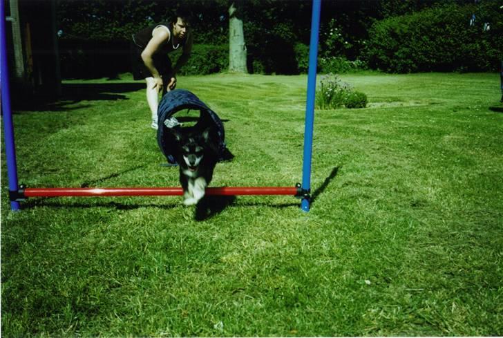 Chinese crested powder puff Bandit SOLGT billede 7