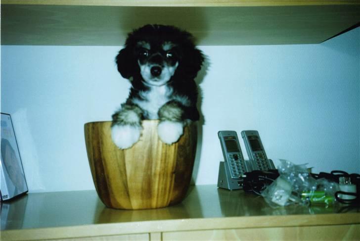 Chinese crested powder puff Bandit SOLGT billede 8