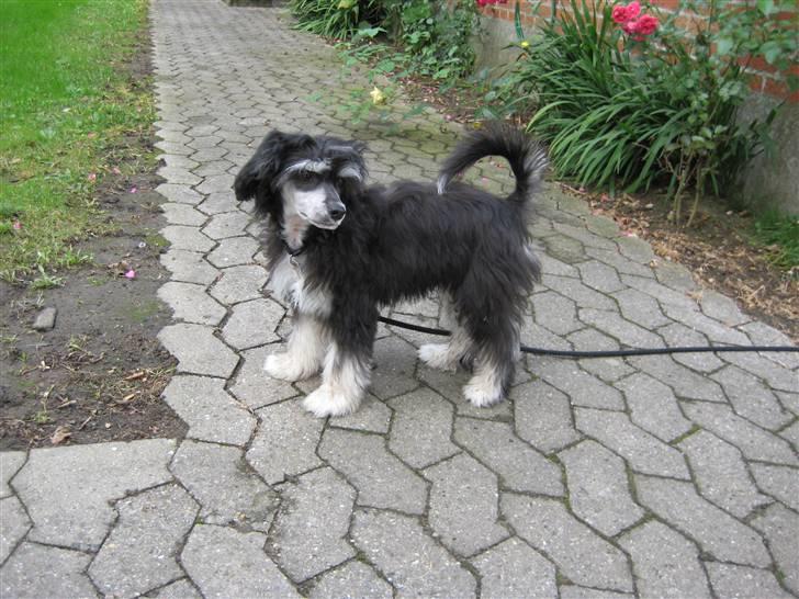 Chinese crested powder puff Bandit SOLGT billede 9