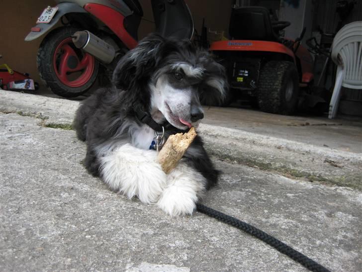 Chinese crested powder puff Bandit SOLGT billede 10