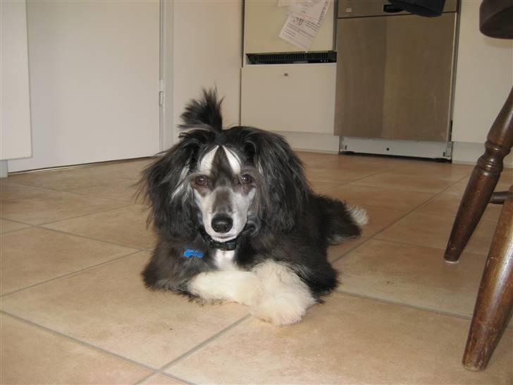 Chinese crested powder puff Bandit SOLGT billede 11