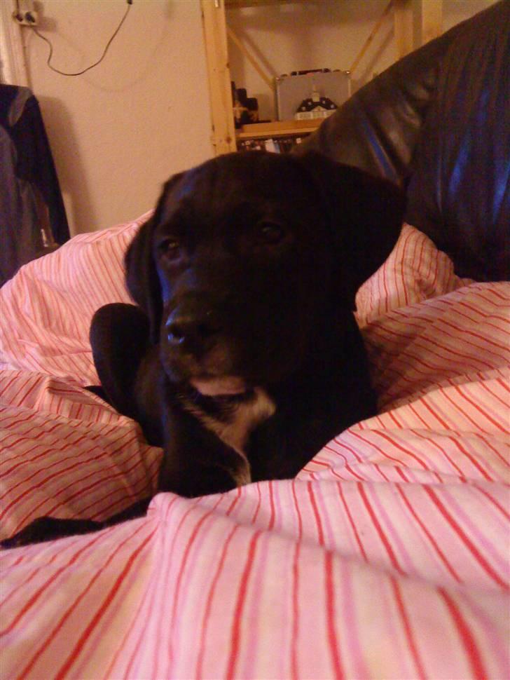 Blanding af racer Diego R:I:P - i dag bliver jeg 12 uger stor dreng 18-1-09 billede 1